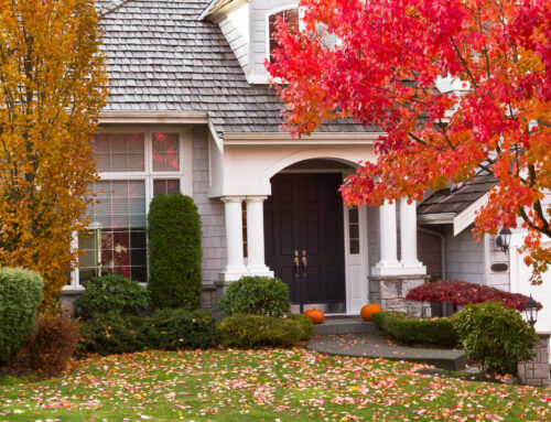 The Hidden Environmental Benefits of Professional Leaf Removal You Didn’t Know About