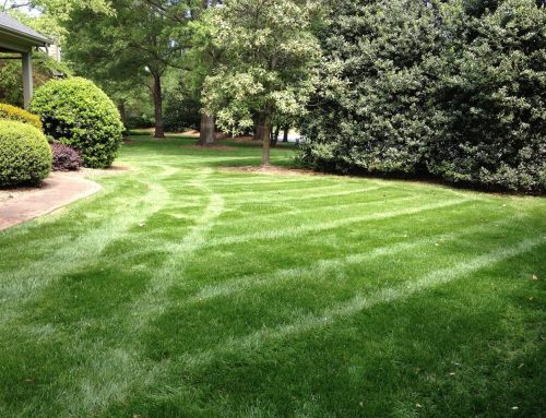 Weekly vs. Biweekly Lawn Service: Which Is Better for Your Yard?