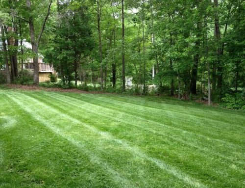 Is Professional Lawn Care Worth It Compared to DIY Lawn Maintenance?