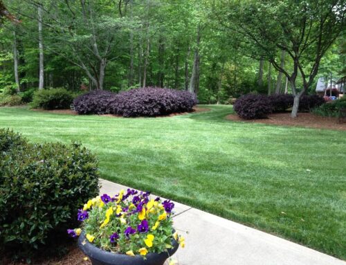 Why Lawn Care Consistency is Replacing “Perfect Lawns” as the Real Goal