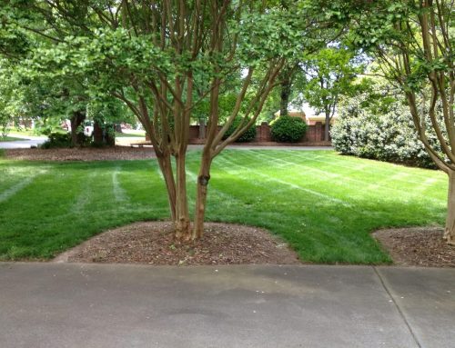 How Often Should I Schedule Lawn Care for Best Results?