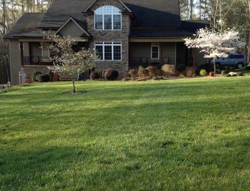 What’s the Difference Between Lawn Care and Lawn Maintenance?