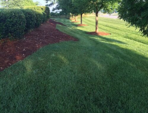 The Cultural Shift Behind America’s Obsession With the Perfectly Mowed Lawn