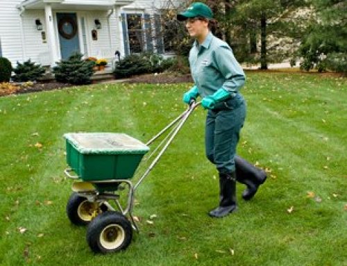 What’s Included in Full-Service Landscaping Packages?
