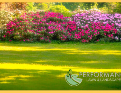 How Can We Choose A Perfect Landscaper?