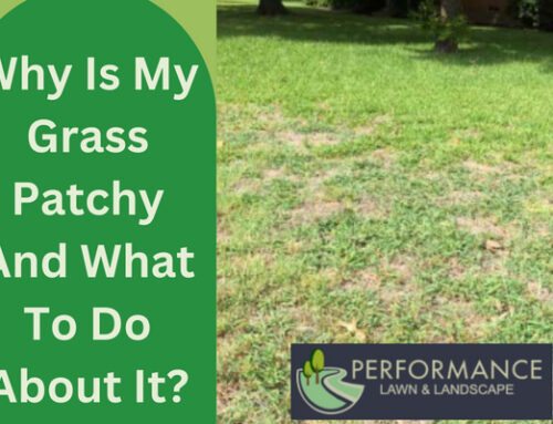 Why Is My Grass Patchy And What To Do About It?