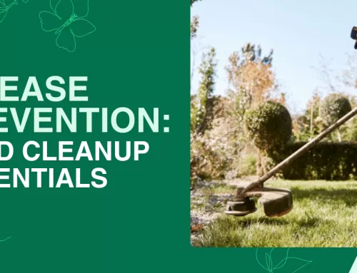 Disease Prevention: Yard Cleanup Essentials