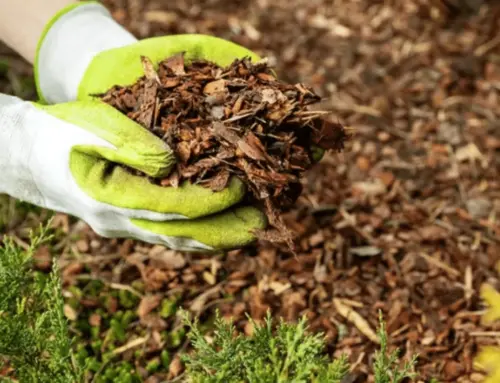 Enhance Your Garden: Mulching Services in Monroe, NC