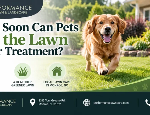 How Soon Can Pets Use the Lawn After Treatment?