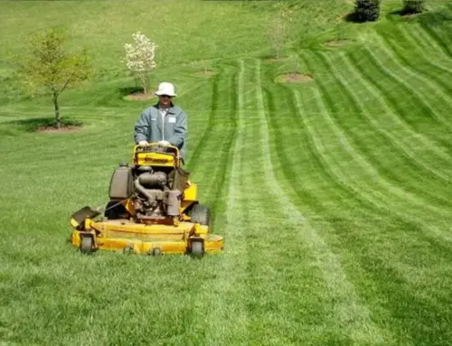 Landscape Maintenance: Consistent Mowing and Blowing
