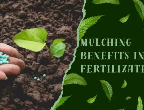 Mulching Benefits in Lawn Fertilization