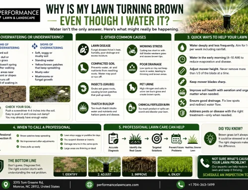 Why Is My Lawn Turning Brown Even Though I Water It?