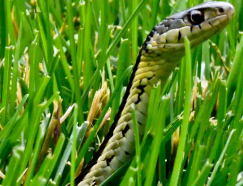 Snake-Free Lawns With Expert Maintenance: Weed Control