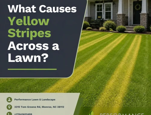What Causes Yellow Stripes Across a Lawn?