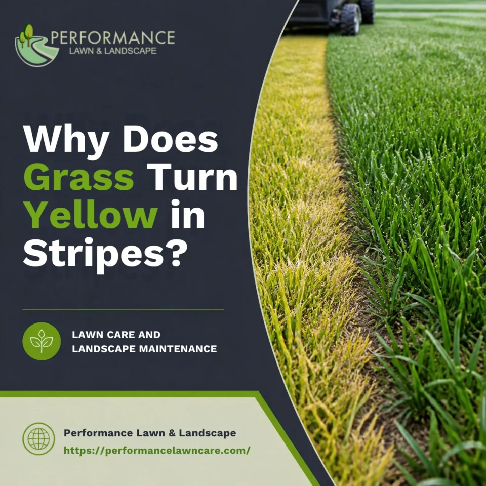 what causes yellow stripes across a lawn