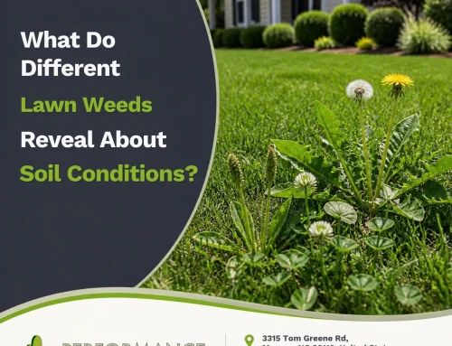 What Do Different Lawn Weeds Reveal About Soil Conditions?