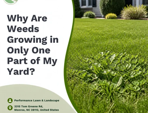 Why Are Weeds Growing in Only One Part of My Yard?