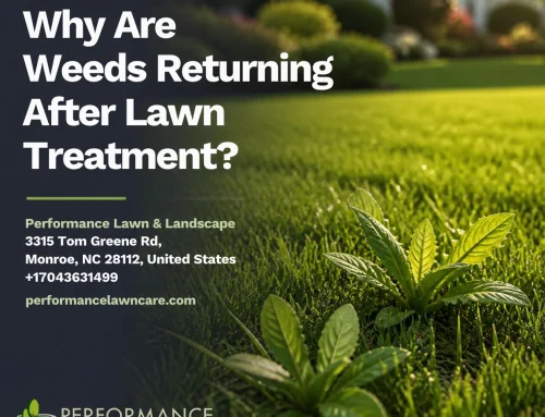 Why Are Weeds Returning After Lawn Treatment?