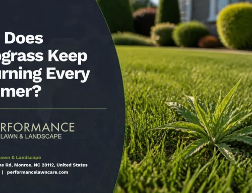 Why Does Crabgrass Keep Returning Every Summer?