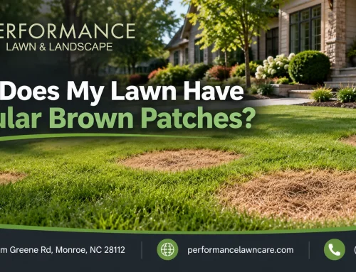 Why Does My Lawn Have Circular Brown Patches?