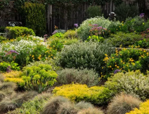Xeriscaping: Low-Maintenance Landscaping for Dry Climates
