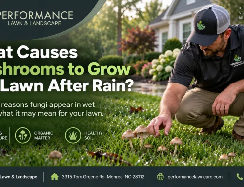 What Causes Mushrooms to Grow in a Lawn After Rain?