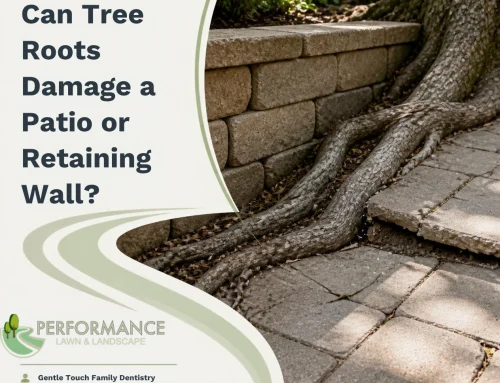 Can Tree Roots Damage a Patio or Retaining Wall?