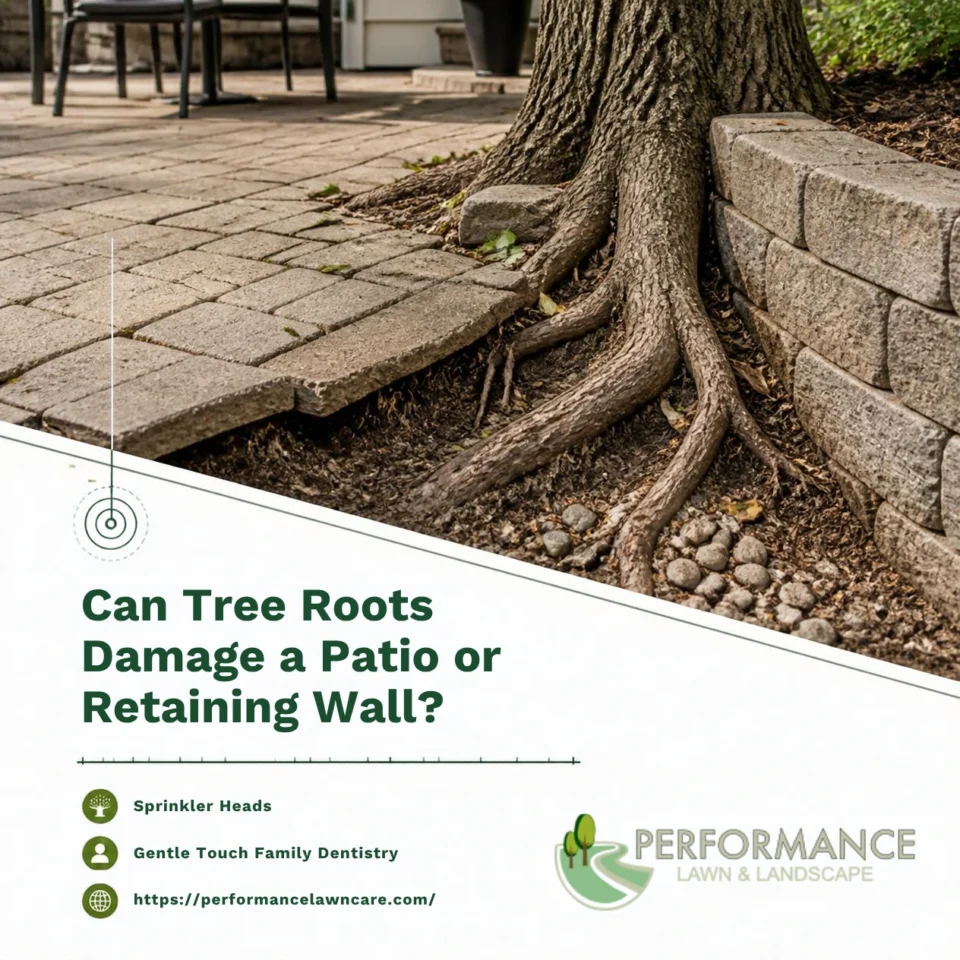 Can Tree Roots Damage a Patio or Retaining Wall?