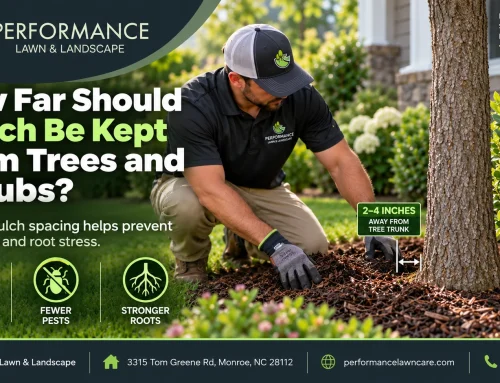 How Far Should Mulch Be Kept From Trees and Shrubs?