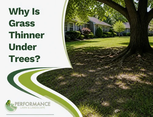 Why Is Grass Thinner Under Trees?