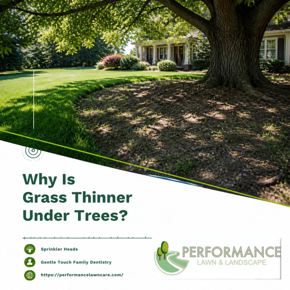 Why Is Grass Thinner Under Trees?